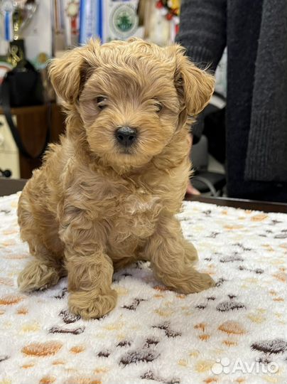 Щенки мальтипу мини и стандарт, разных окрасов