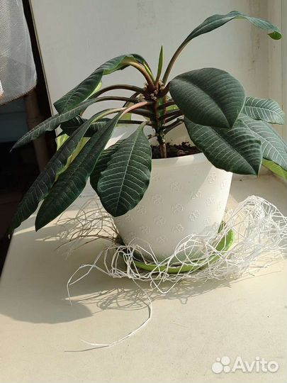 Молочай гребенчатый