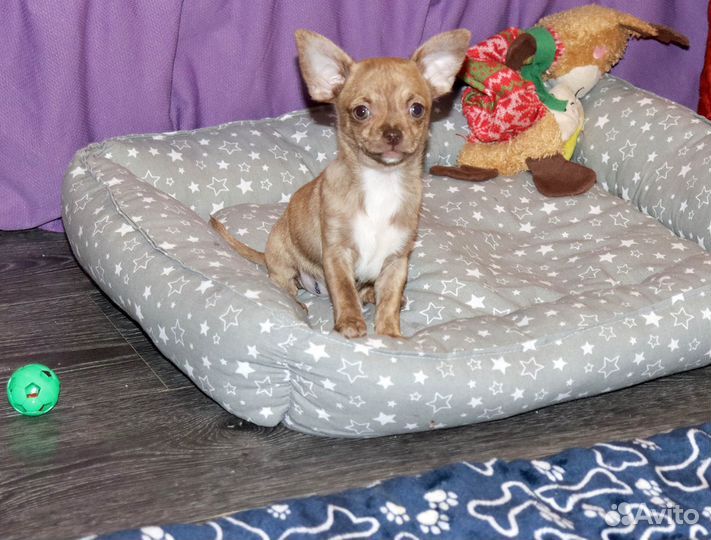 Шоколадный тигрёнок чихуахуа с доcтавкой и видео