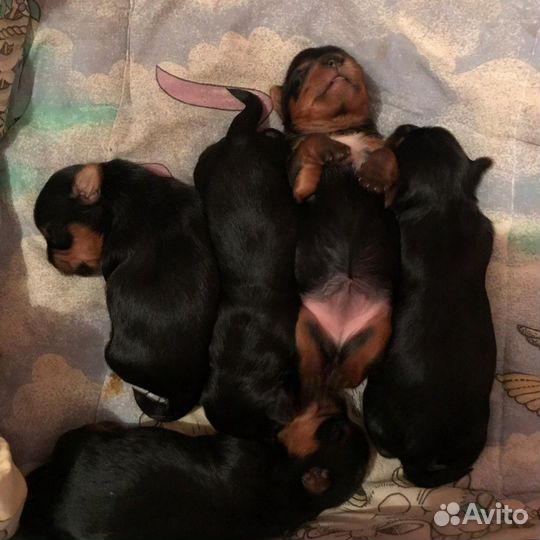 Йоркширский терьер на вязку