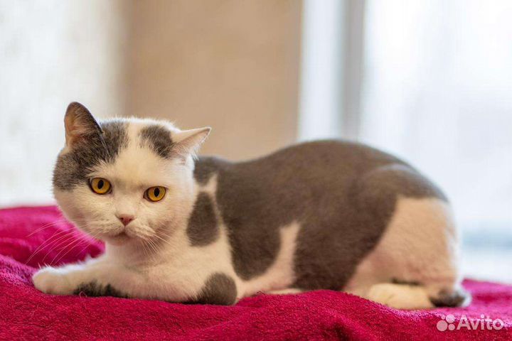 Кот Сема
