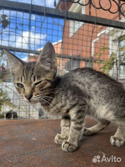 Кошка в дар