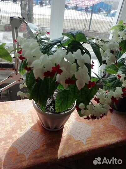 Клеродендрум госпожи томпсон