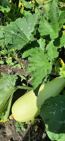 Дача 10 м² на участке 7 сот.