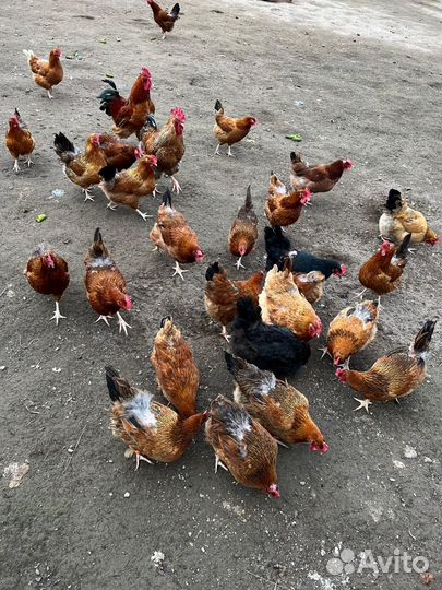 Яйцо цесарки, куриное