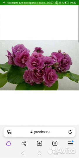 Фиалка Ав любовь