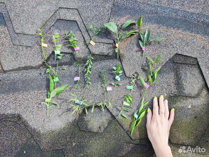 Цитрусовые на прививку