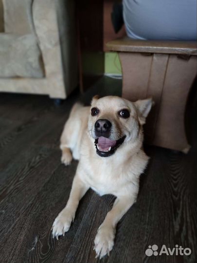 Собака в добрые руки