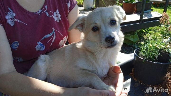 Щенки в добрые руки