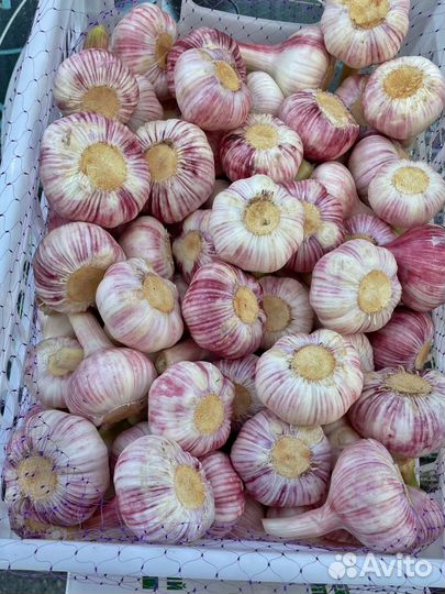 Чеснок свежего урожая