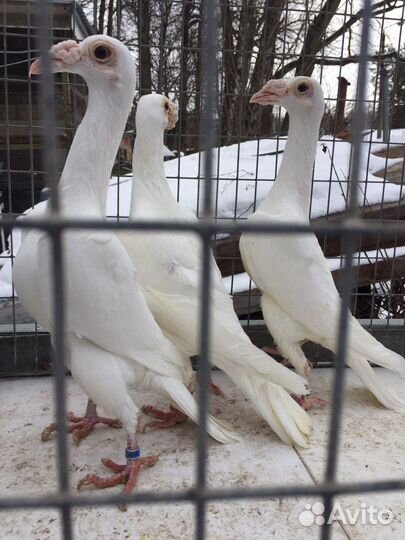 Голуби карьеры. Карьеры