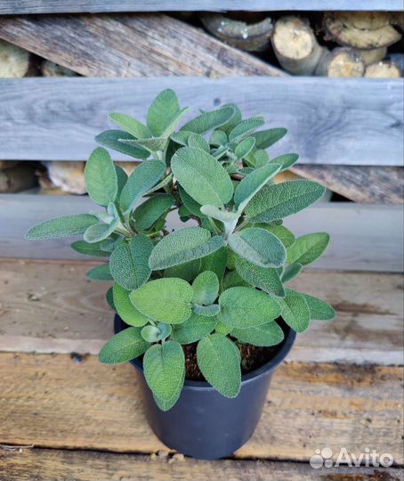 Шалфей лекарственный, ананасный, смородиновый за