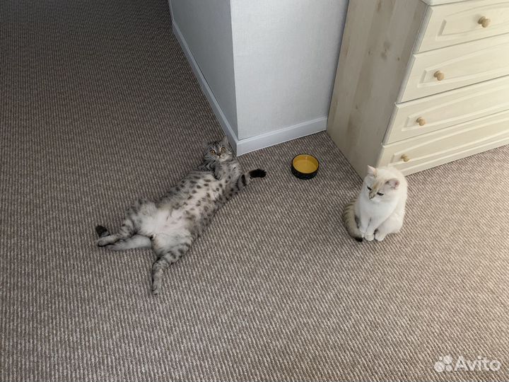 Шотладские коты