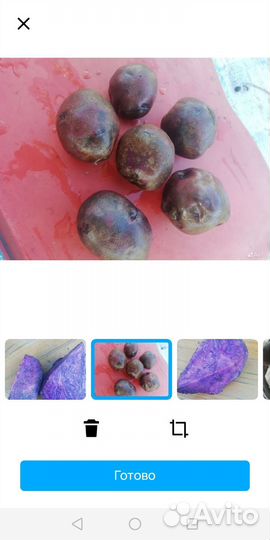 Картофель фиолетовый (синий) семенной