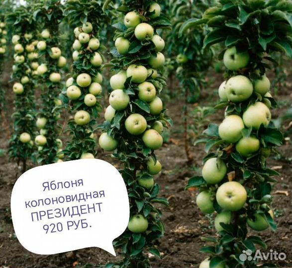 Яблоня колоновидная