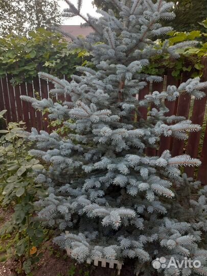 Ель голубая super блю 3м