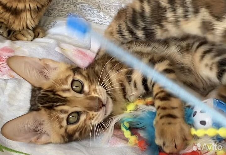 Бенгальское ласковое счастье