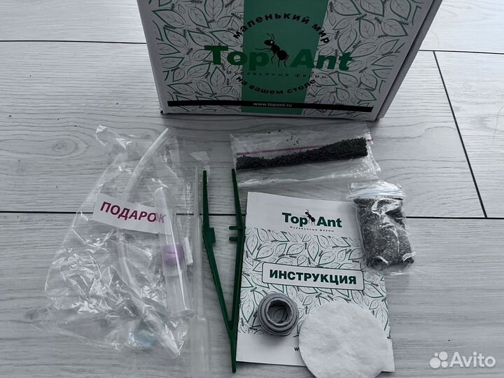 Муравьиная ферма с муравьями