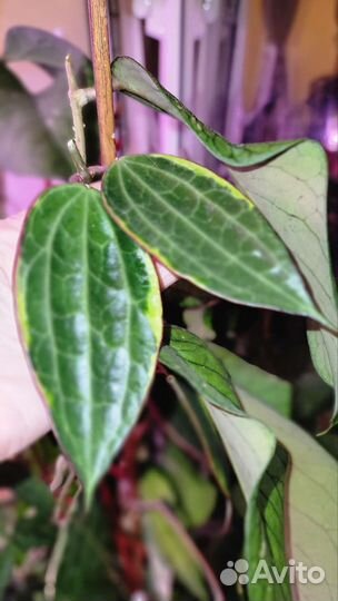 Хойя обмен на садовые