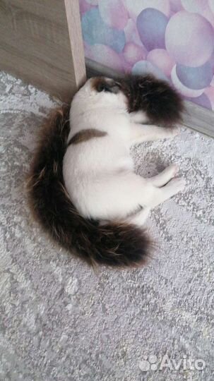 Щенки бесплатно