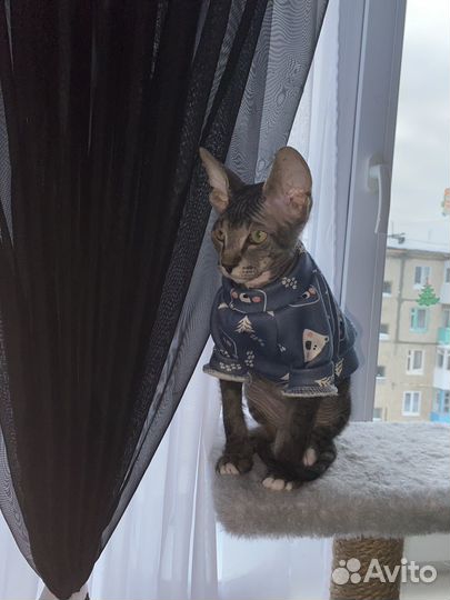 Котята сфинкс