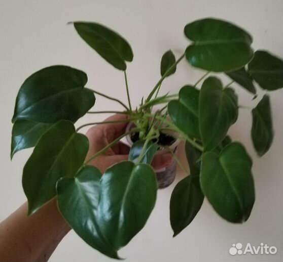 Филодендрон бурле макс