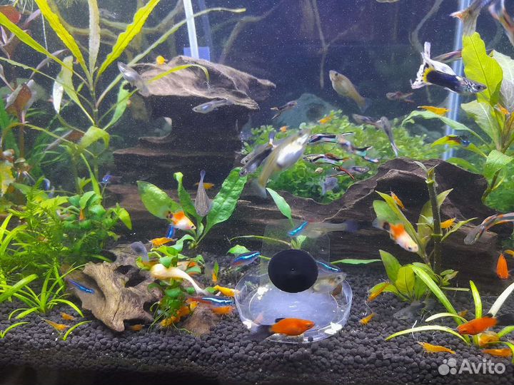 Аквариумные рыбки и растения