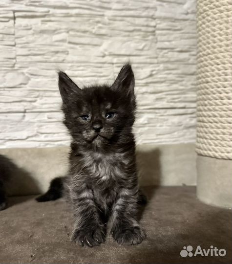 Мейн-кун котята