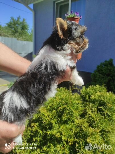 Щенки бивер йорка