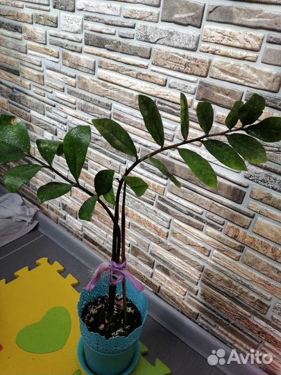 Замиокулькас