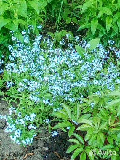 Садовые цветы