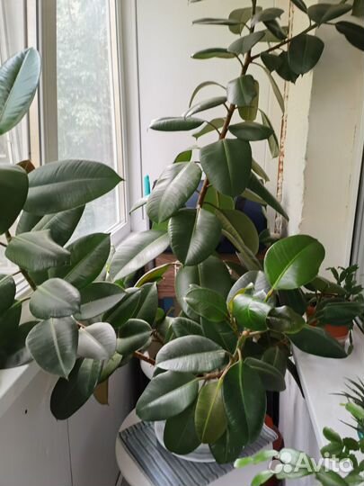 Комнатные растения и цветы