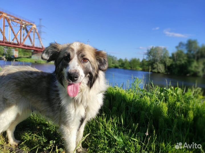 Мэгги ищет дом