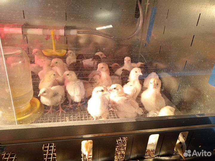Цыплята несушки подрощенные