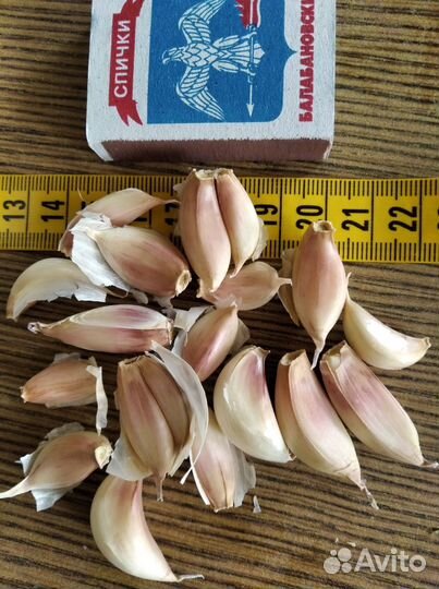 Чеснок яровой