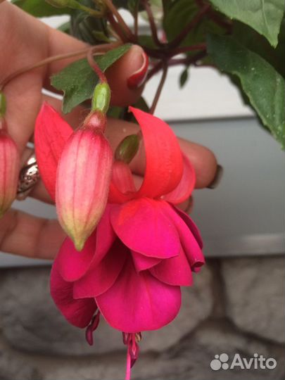 Фуксии сортовые