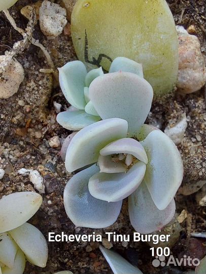 Суккуленты