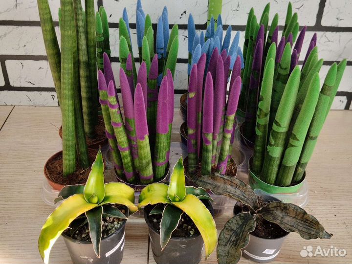 Сансевиерия