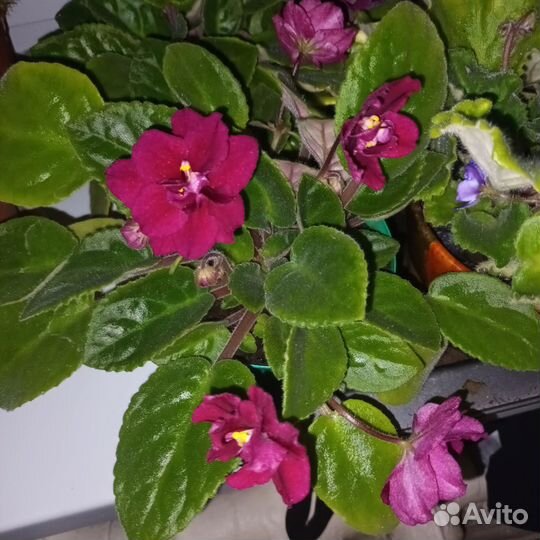 Лист фиалки с корнем