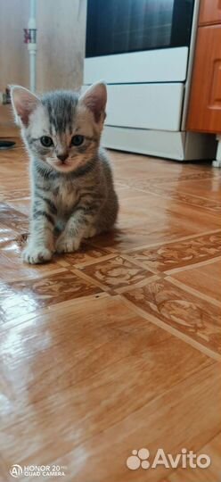 Котёнок Британец