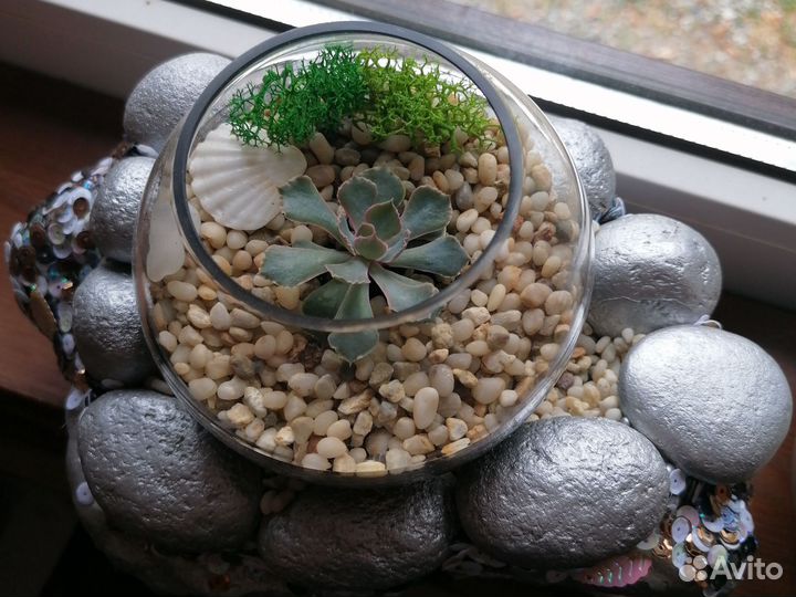 Комнатные цветы