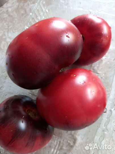 Коллекционные Семена томатов