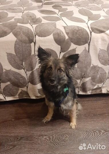 Аделька - собачка в добрые руки