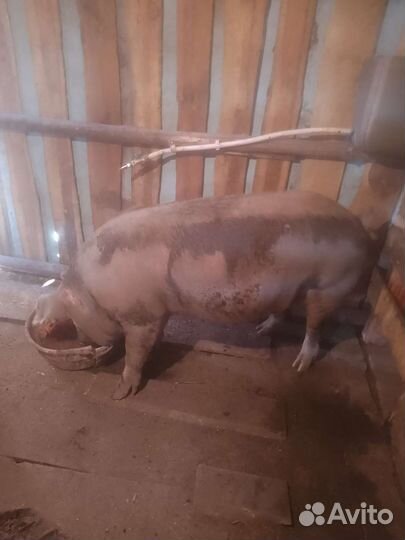 Свиноматка