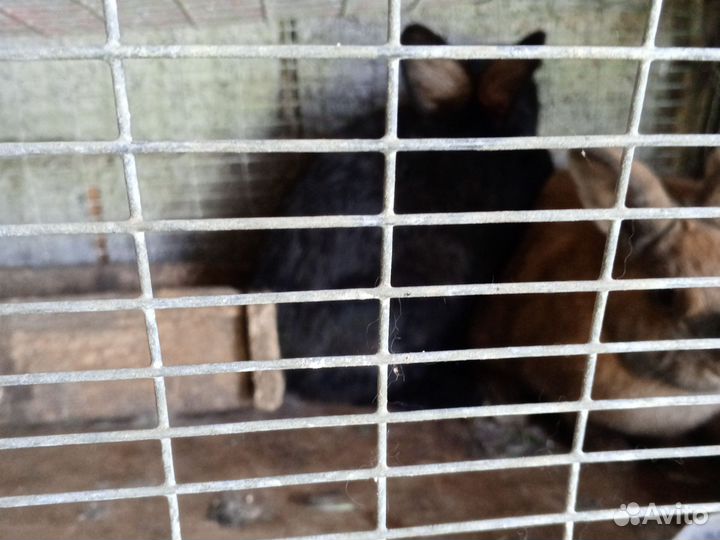 Кролики мясных пород