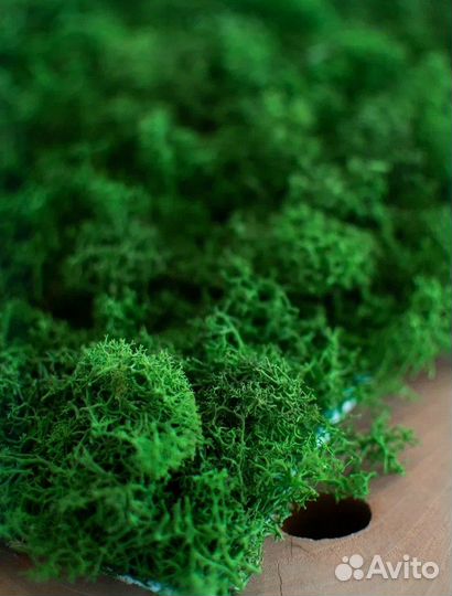 Панели из стабилизированного мха