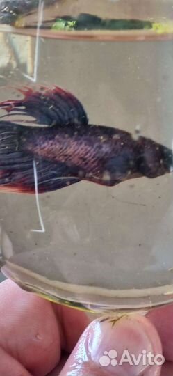 Петухи рыбки