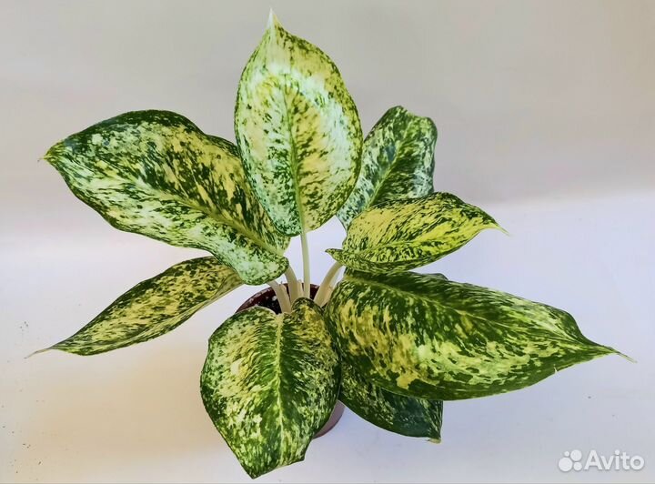 Аглаонема Тайская