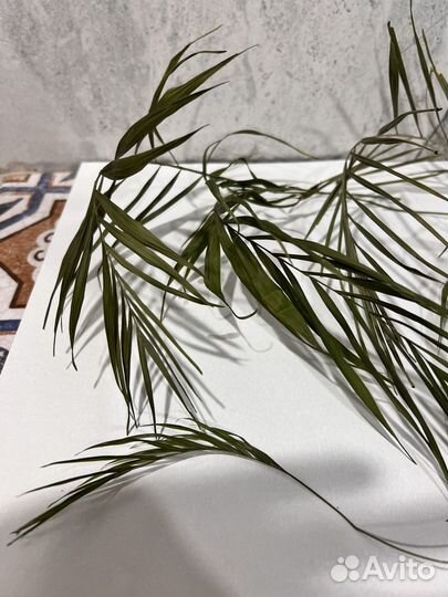 Листья пальмы сухоцвет