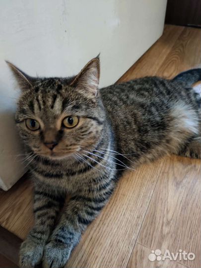 Британская кошка бесплатно